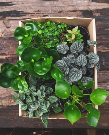Comprar y cuidar plantas en cuarentena: la mejor terapia...